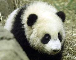 大熊猫爆料奶茶视频下载,揭秘网红奶茶制作过程 第3张 大熊猫爆料奶茶视频下载,揭秘网红奶茶制作过程 第3张