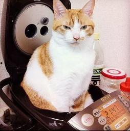 娱乐吃瓜菌猫猫视频,揭秘娱乐圈幕后趣闻 第3张 娱乐吃瓜菌猫猫视频,揭秘娱乐圈幕后趣闻 第3张